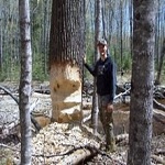 Mecosta county beaver trapping and removal services.